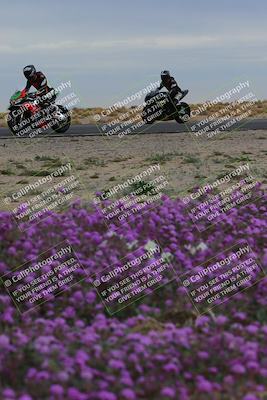 media/Jan-14-2023-SoCal Trackdays (Sat) [[497694156f]]/Turn 14 Exit Bloomig (145pm)/